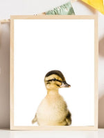 Baby Duck - Plakatbar.no