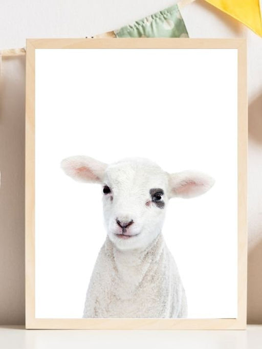 Baby Lamb - Plakatbar.no