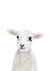 Baby Lamb - Plakatbar.no