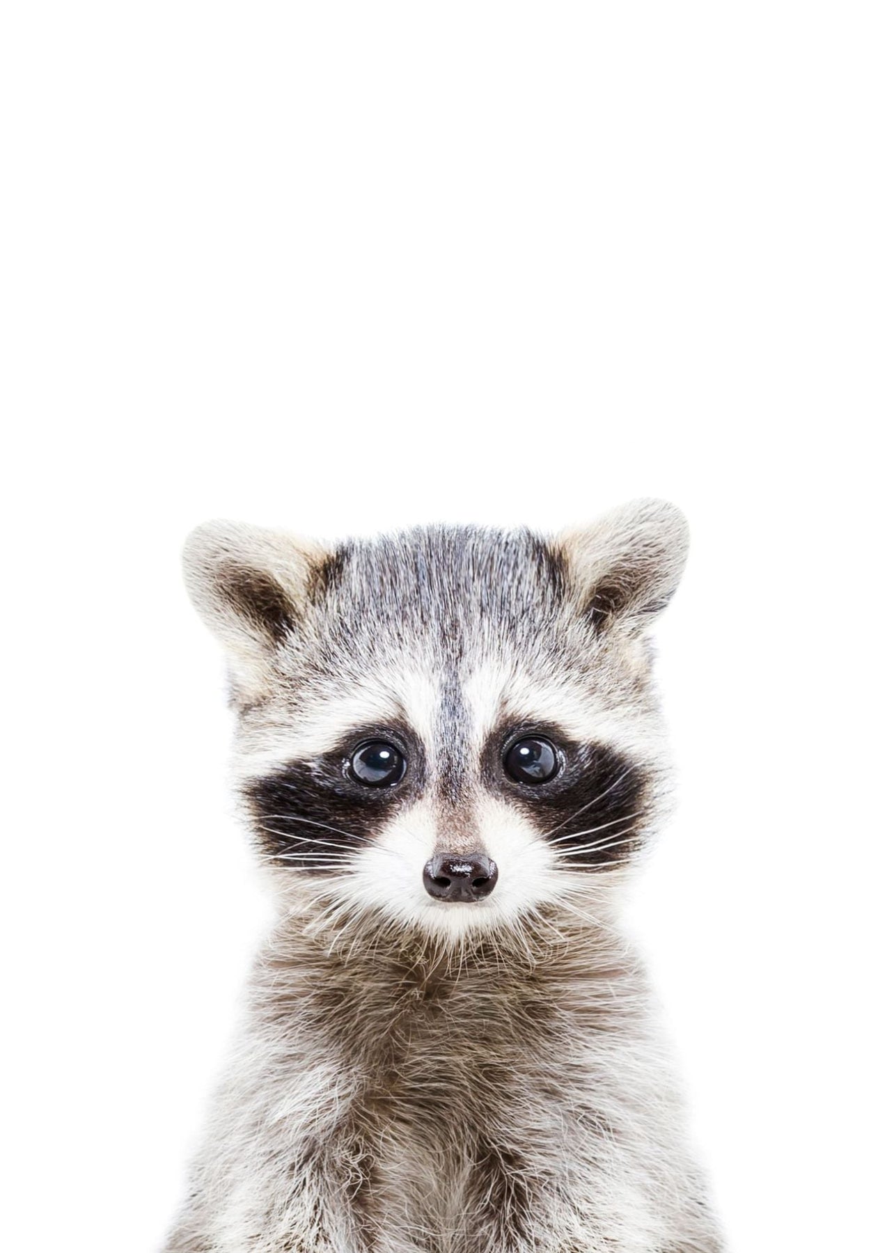 Baby Racoon – Plakatbar.no