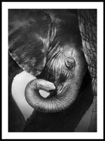 Babyelefant fra Etosha National Park - Plakat - Plakatbar.no