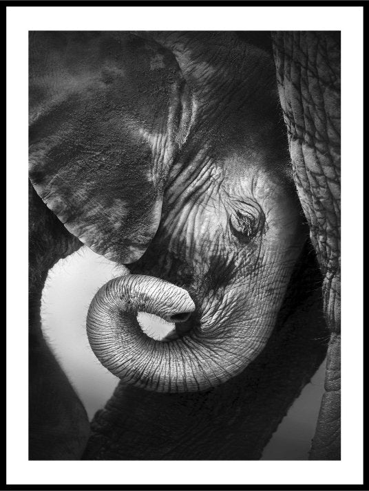 Babyelefant fra  Etosha National Park - Plakat