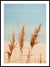 Beach dry grass in pastel colors - Poster - Plakatbar.no