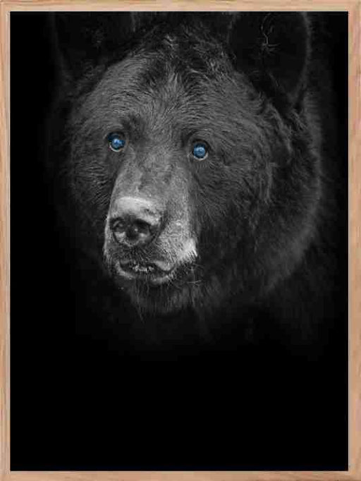 Bear 02 - Blue Eyes Poster - Plakatbar.no