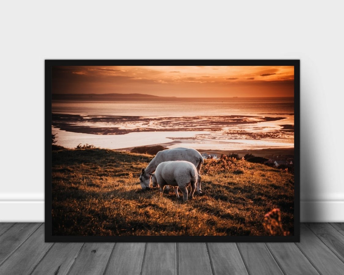 Beitende sauer i solnedgang poster - Plakatbar.no