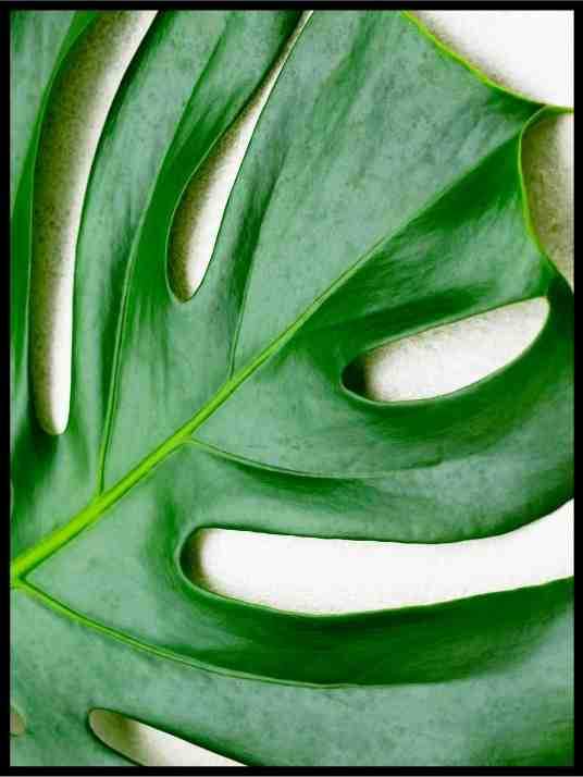 Big green leaf - Botanisk Plakat