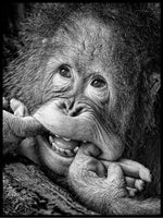 Big smile....please poster - Plakatbar.no