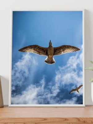 Bird Fligh Poster - Plakatbar.no