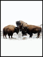Bison 01 vinterplakat - Plakat - Plakatbar.no