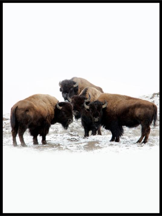Bison 01 vinterplakat - Plakat - Plakatbar.no