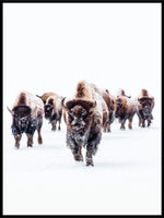 Bison 02 vinterplakat - Plakatbar.no