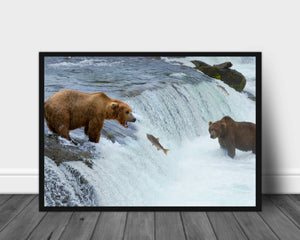 Bjørn som fisker laks - Poster - Plakatbar.no