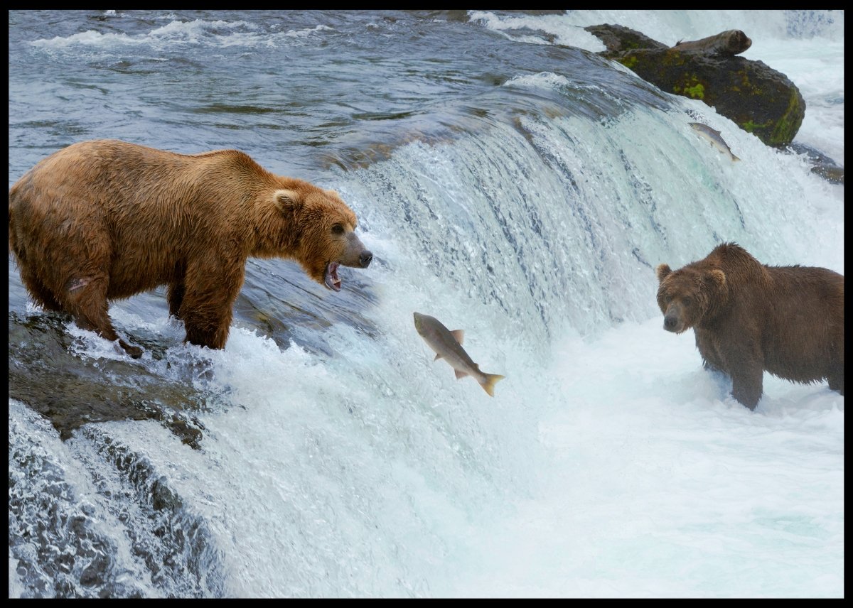 Bjørn som fisker laks - Poster - Plakatbar.no