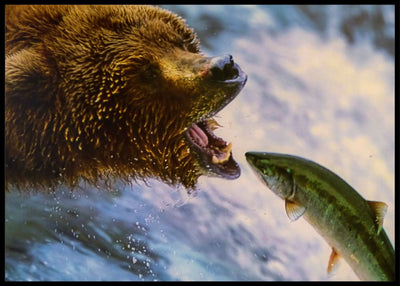 Bjørnen og laksen poster - Plakatbar.no