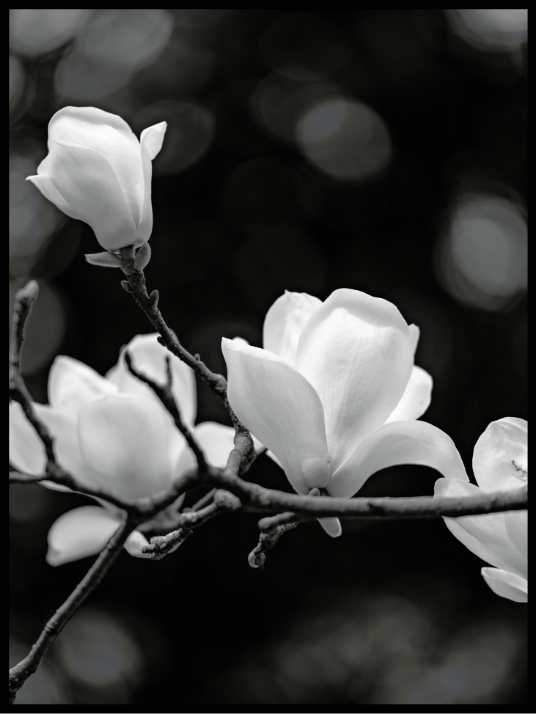 Black and White Magnolia Poster