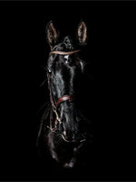 Black andalusian horse - Poster - Plakatbar.no