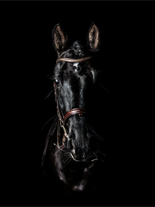 Black andalusian horse - Poster - Plakatbar.no