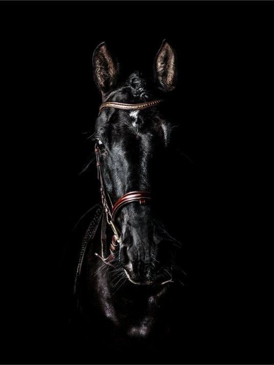 Black andalusian horse - Poster