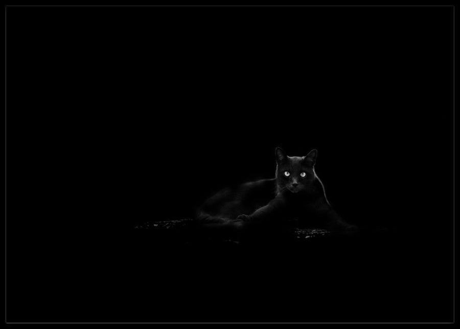 Black cat poster