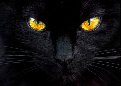 Black cat - poster - Plakatbar.no