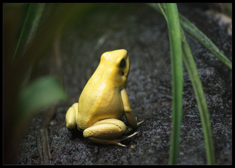 Black Gold Frog Poster