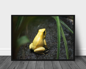 Black Gold Frog Poster - Plakatbar.no