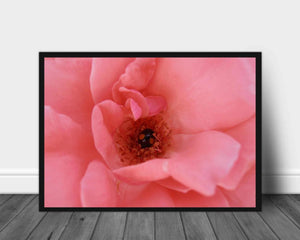 Black ladybug poster - Plakatbar.no