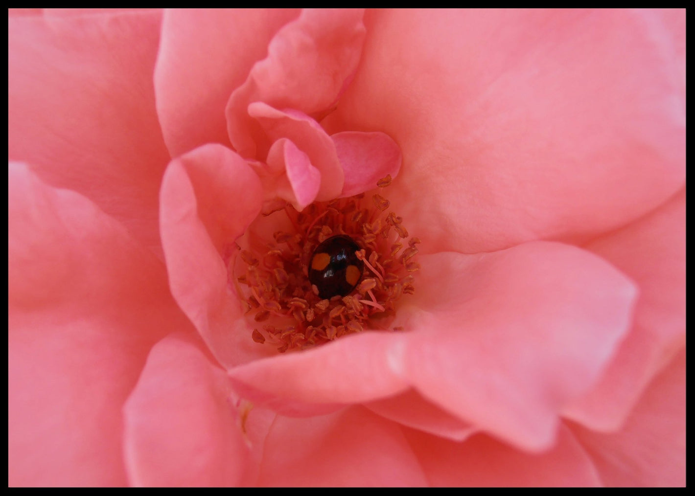 Black ladybug poster - Plakatbar.no