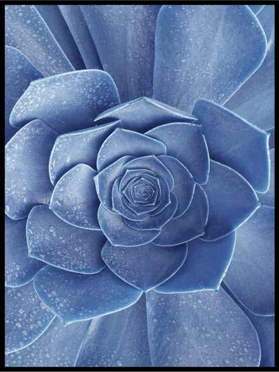 Blålilla sukkulent - Botanisk Plakat - Plakatbar.no