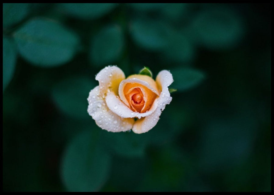 Flower with water drops posters