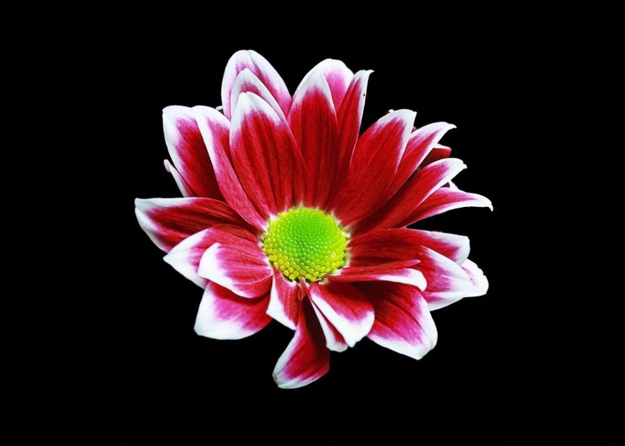 Floral splendor records