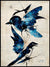 Blue Birds Plakat eller Lerret - Plakatbar.no