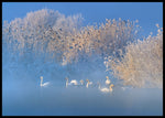 Blue swan lake poster - Plakatbar.no