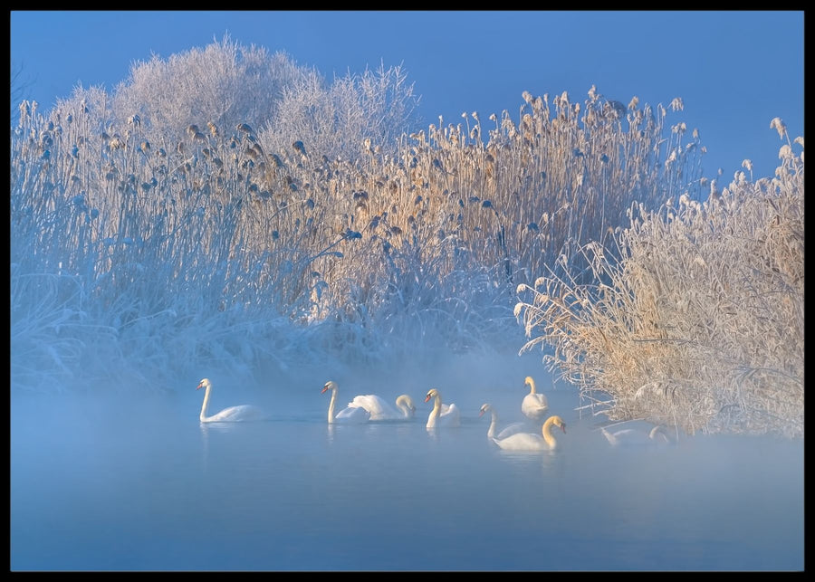 Blue swan lake poster