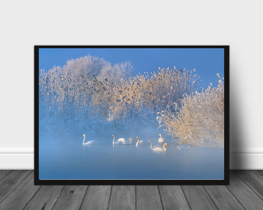 Blue swan lake poster - Plakatbar.no