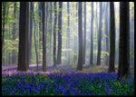 Bluebells poster - Plakatbar.no