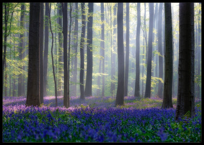 Bluebells poster - Plakatbar.no