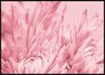 Blush Pink Flower - Botanisk Plakat - Plakatbar.no