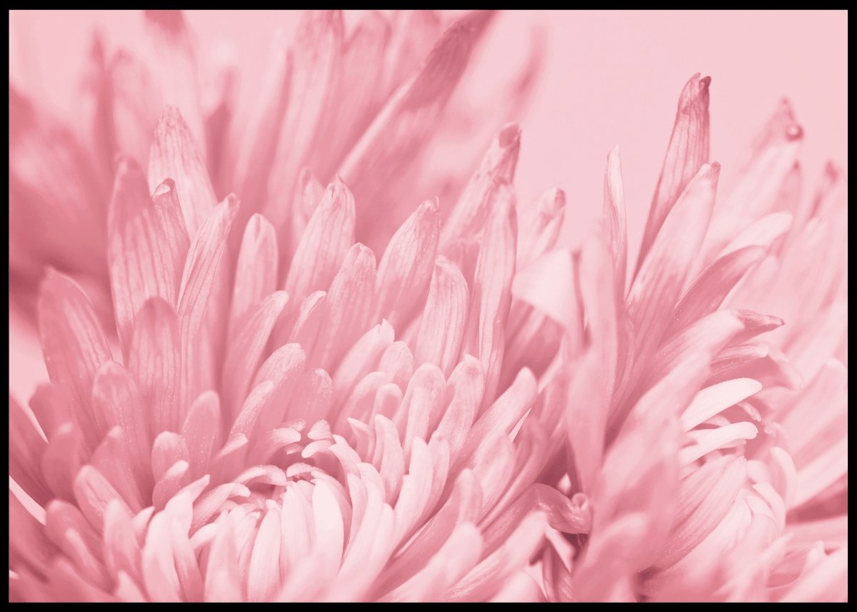 Blush Pink Flower - Botanisk Plakat - Plakatbar.no