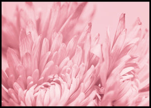 Blush Pink Flower - Botanisk Plakat - Plakatbar.no