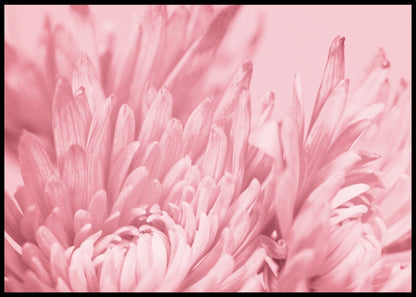 Blush Pink Flower - Botanisk Plakat - Plakatbar.no