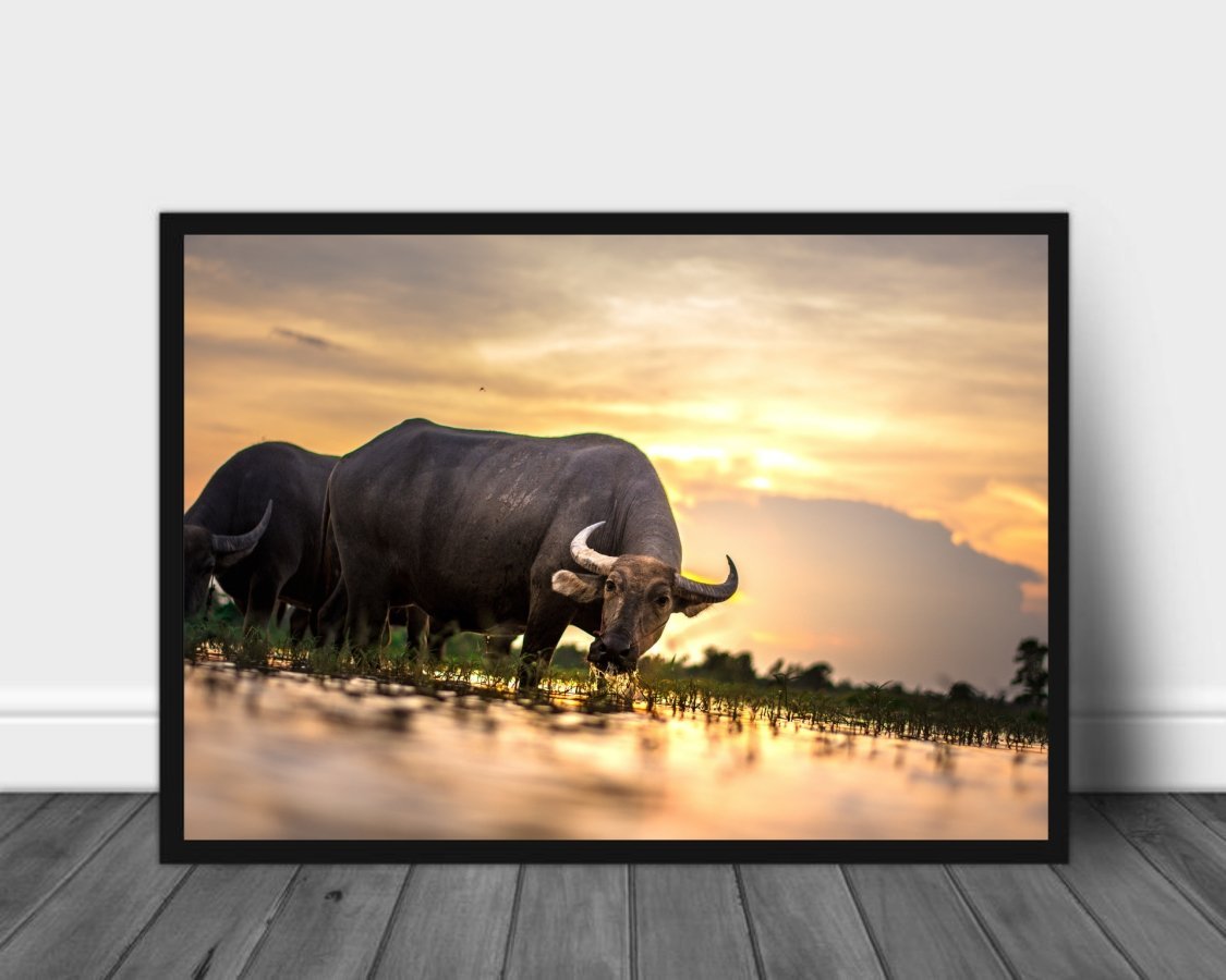 Bøffel i solnedgang poster - Plakatbar.no