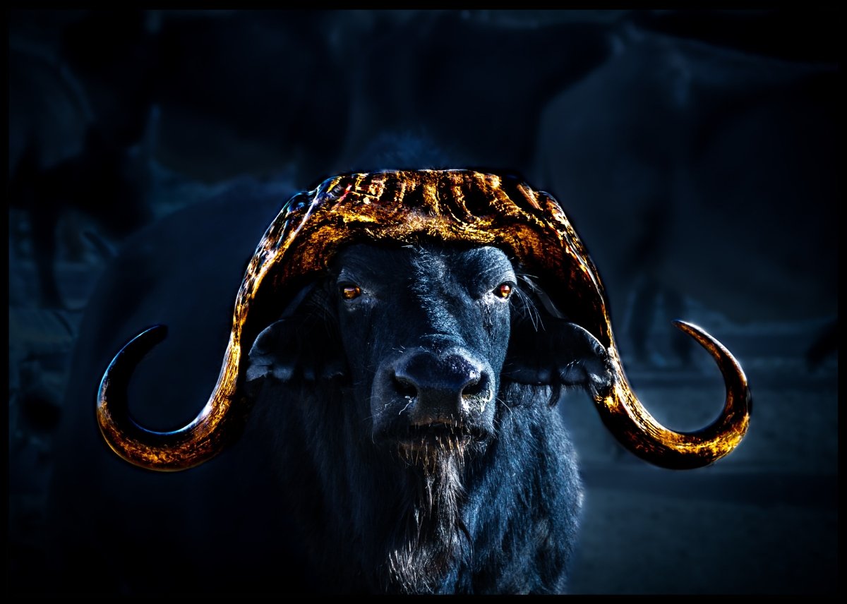 Bøffel med gull horn - poster - Plakatbar.no