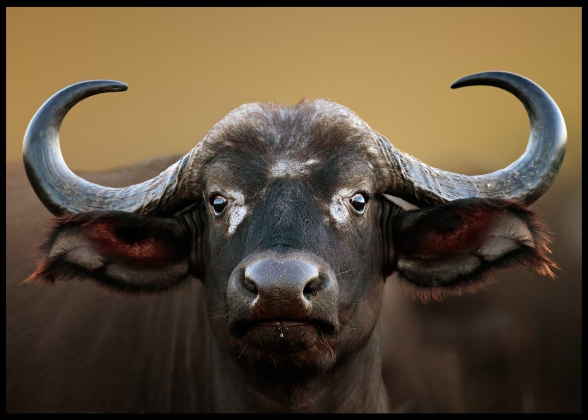 Bøffel - Plakat - Plakatbar.no