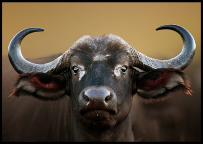 Bøffel - Plakat - Plakatbar.no