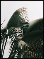 Botanic Palmleaves Poster - Plakatbar.no