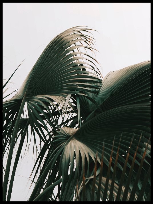 Botanic Palmleaves Poster - Plakatbar.no