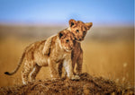 Brothers for Life - poster - Plakatbar.no
