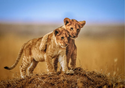 Brothers for Life - poster - Plakatbar.no