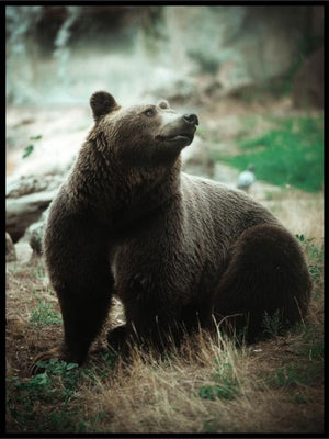 Brunbjørn poster - Plakatbar.no